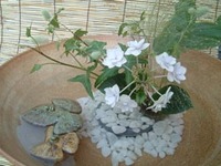 夏の花