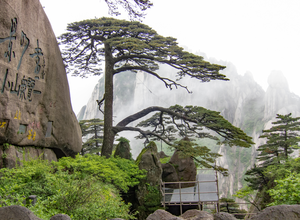 BONSAI LABO 凜