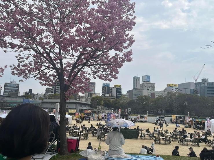 桜はこれからが本番！？扇町公園 桜祭りに行ってきました！