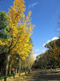 紅葉散策
