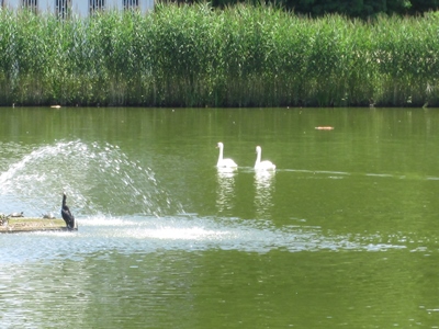 長居公園のハス