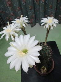 サボテンの花