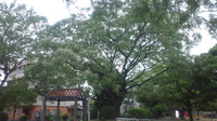 センダンの木の甘い香りで包まれる住吉公園