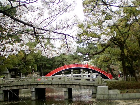 中高年 高齢者の方のご要望に応える店 東京屋 住吉大社の桜 ソメイヨシノが見頃でした