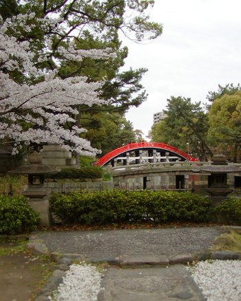 中高年 高齢者の方のご要望に応える店 東京屋 住吉大社の桜 ソメイヨシノが見頃でした