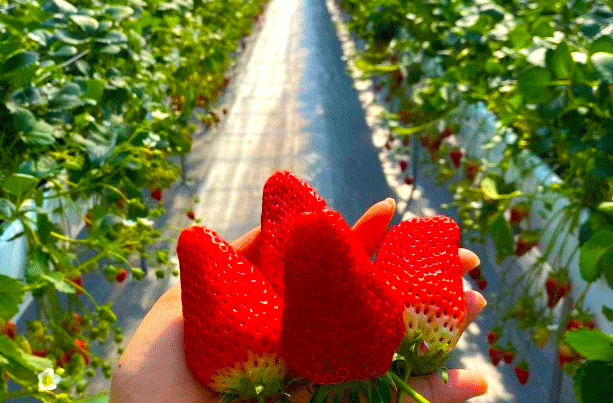 The Sweetest Strawberry Picking Experience at GrandBerry