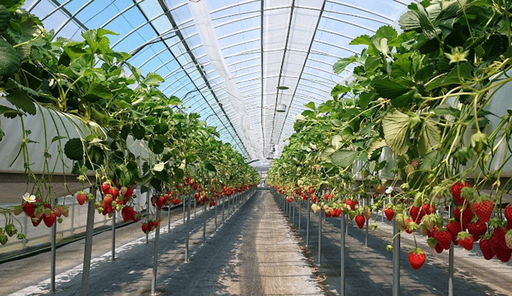 The Sweetest Strawberry Picking Experience at GrandBerry