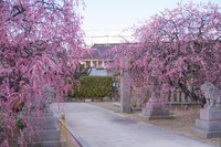 Sugawara Shrine: A Tranquil Oasis in Matsubara, Osaka