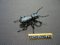 ユミアシゴミムシダマシ