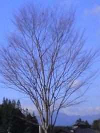 山梨県 東部