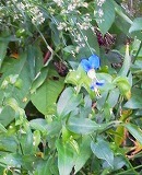 都会に咲く花