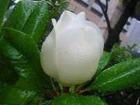 タイサンボクの蕾