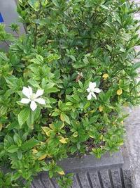 アジサイとくちなしの花