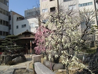満開