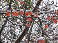 ２月３日（日）定例会報告
