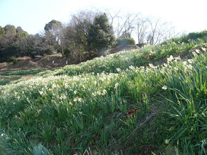 里は花盛り