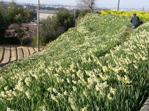 里は花盛り