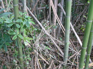 竹林の再生を