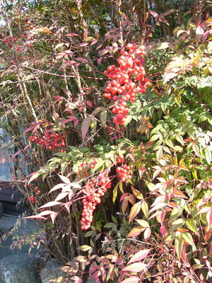 鎮守の森