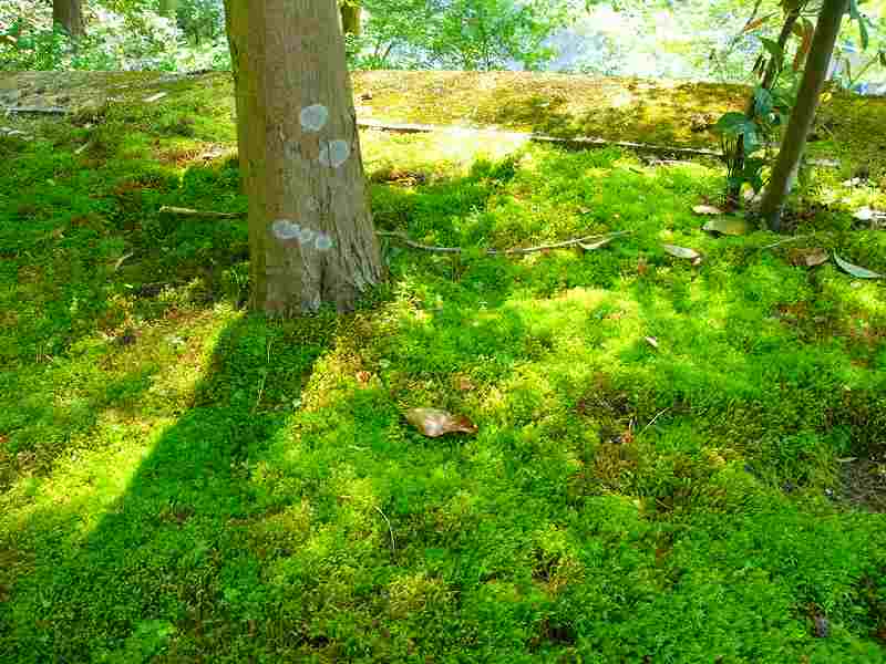 楠妣庵観音寺
