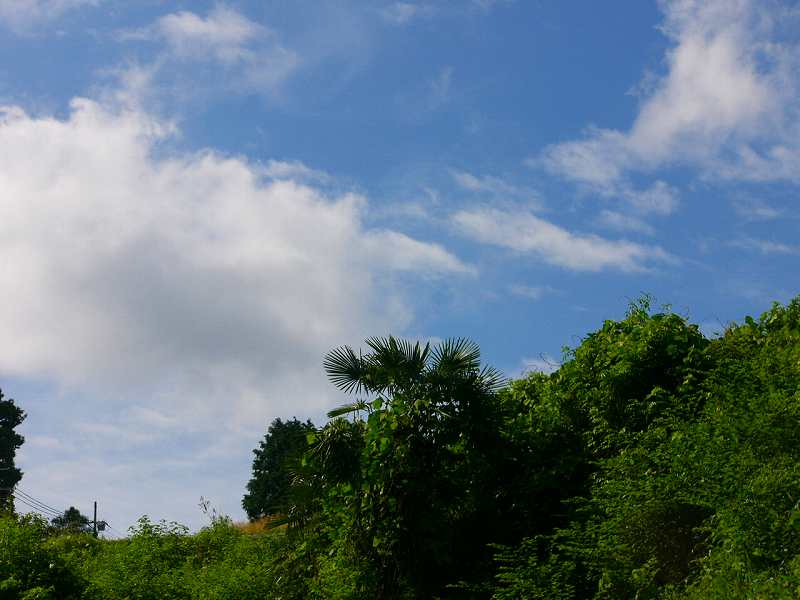 梅雨の晴れ間に