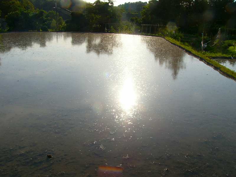代掻き作業