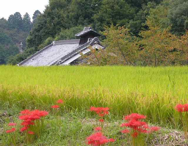 秋の花風景