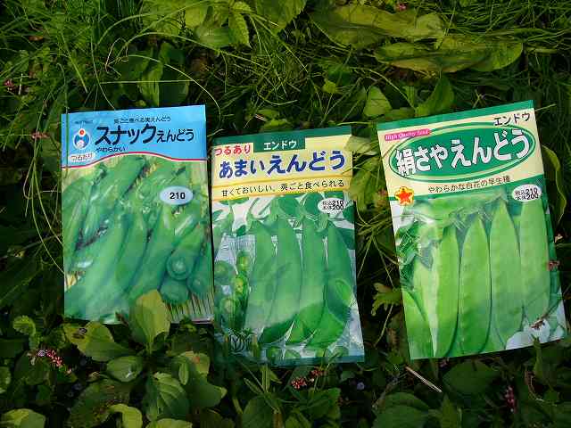 エンドウの植え付け