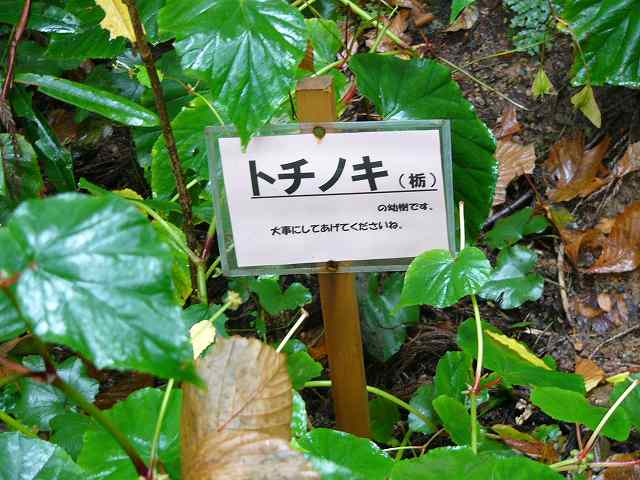 木の実のあれこれ