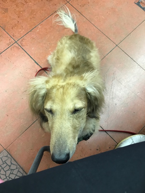 看板犬も一緒にパーティー♪♪