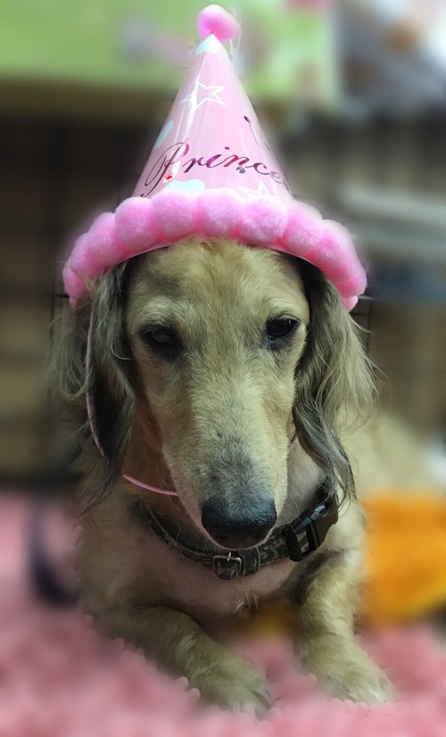看板犬も一緒にパーティー♪♪