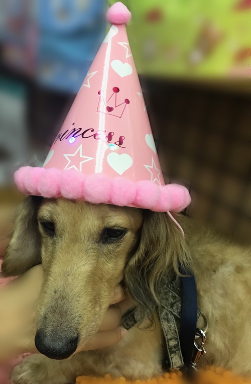 看板犬も一緒にパーティー♪♪