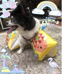 トロピカル☀サマー！