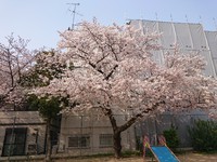 【桜咲く季節にサロンオープン✨】