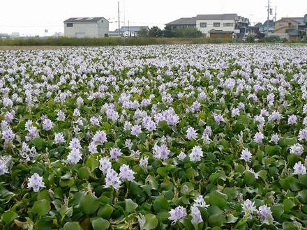 本薬師寺跡のホテイアオイ。