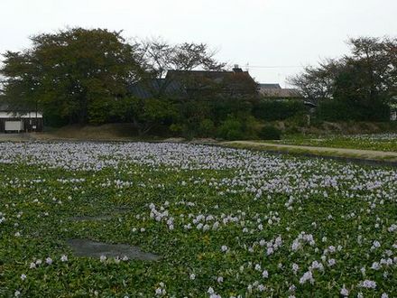 本薬師寺跡のホテイアオイ。