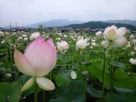 藤原宮跡の蓮が見ごろです。