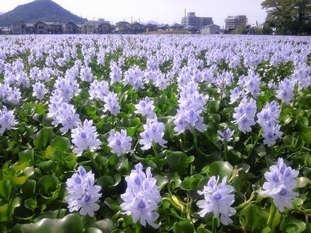 本薬師寺跡のホテイアオイ　2010