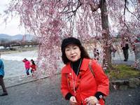 中国へ帰国する技能研修生の思い出に、京都へ桜見物