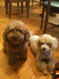 ボッサリ犬