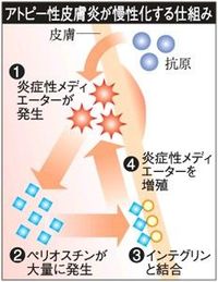 アトピー慢性化の物質